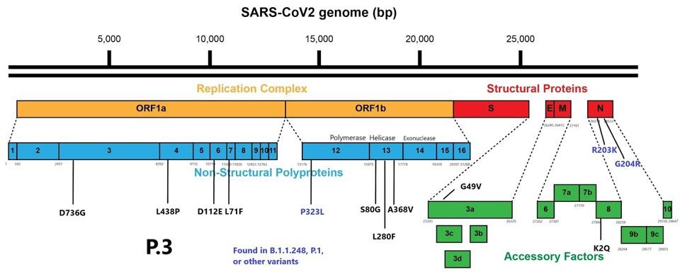 Mutations external to the spike protein